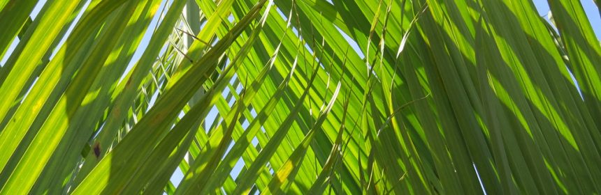 palm branches